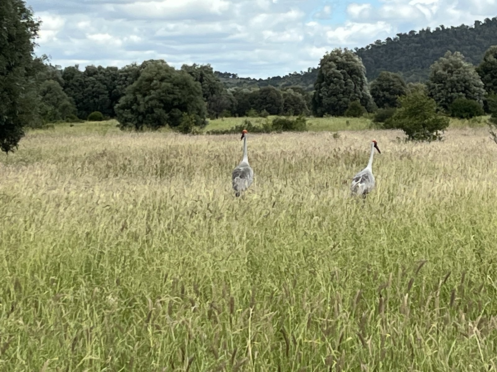 Two birds standing in tall pasture