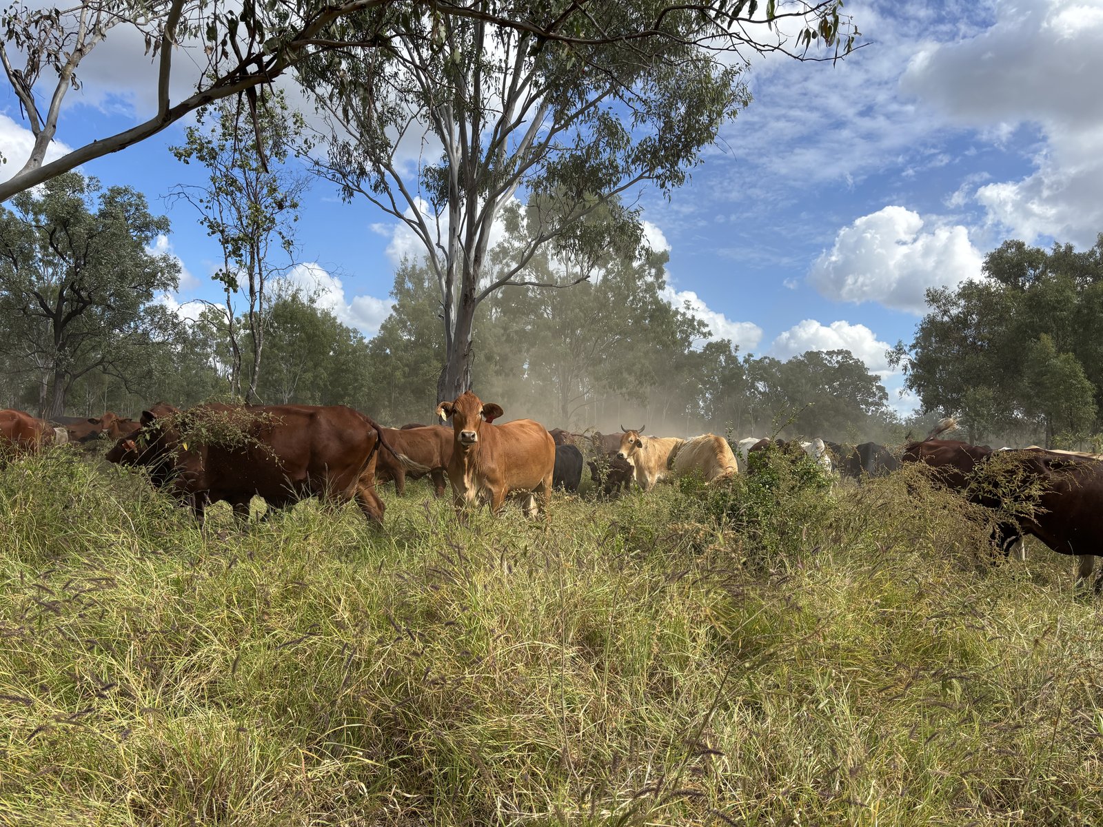 Cattle grazing together beneath paddock trees in sunlight