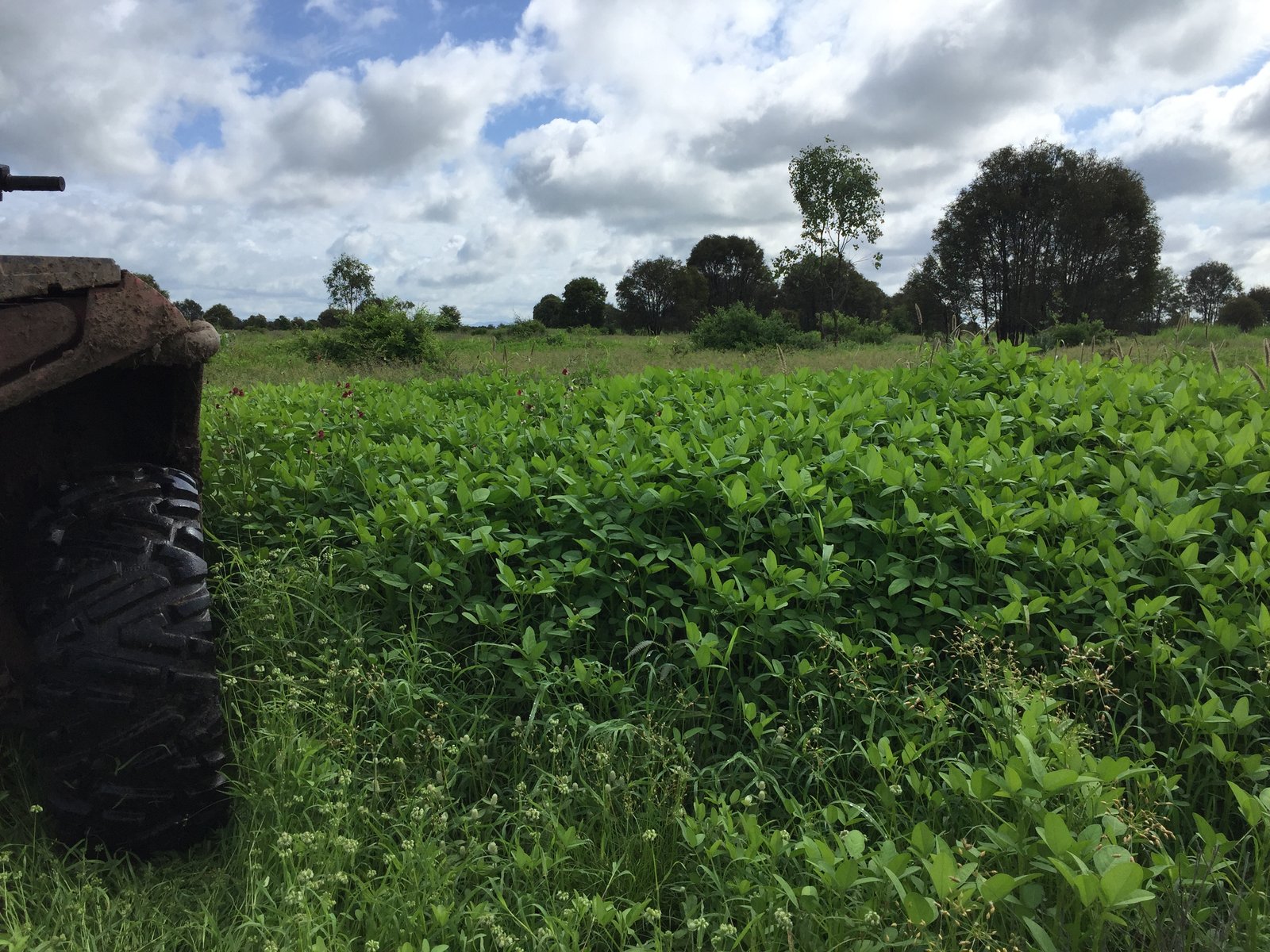 Dense green ground cover across a paddock