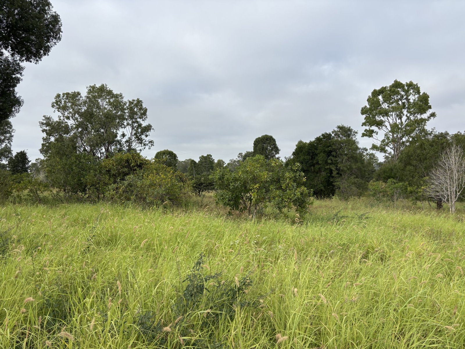 Green pasture beneath trees at Moora Plains