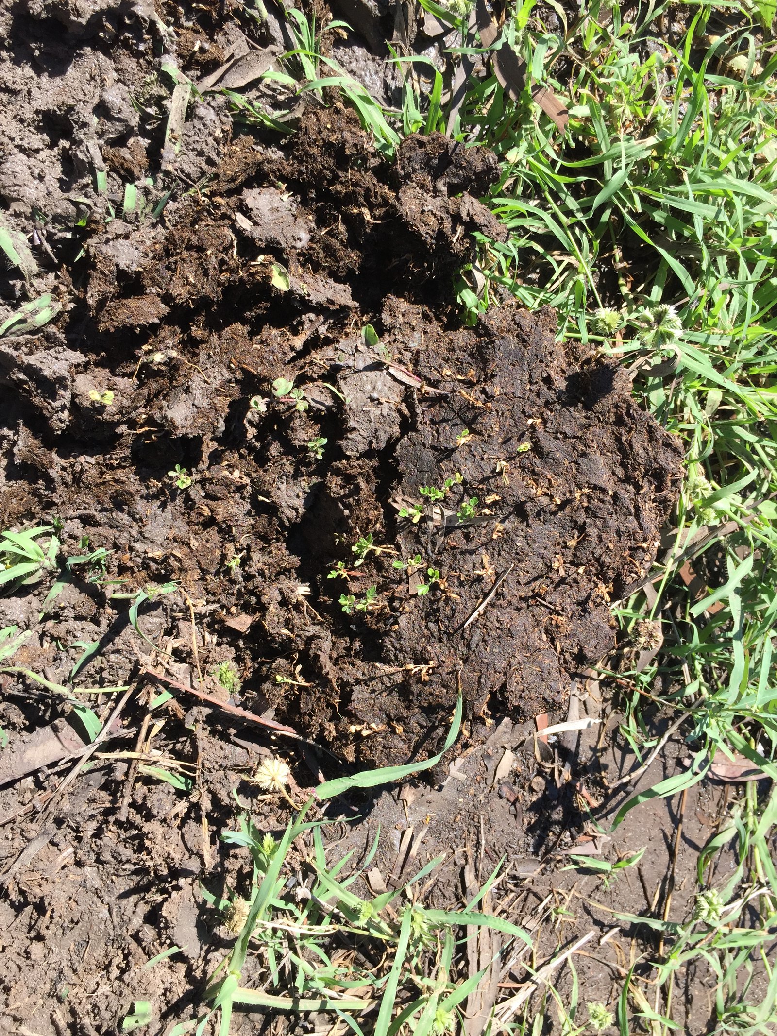 A close view of soil and roots