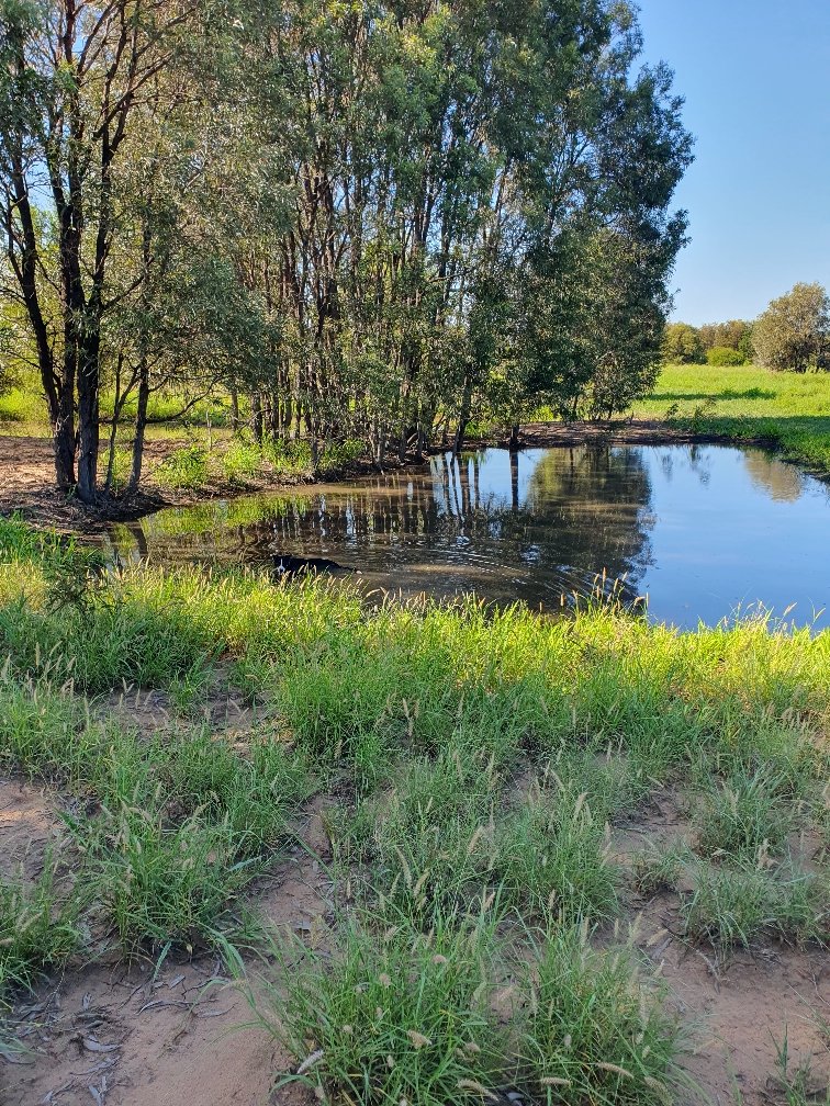Water bordered by trees and grass